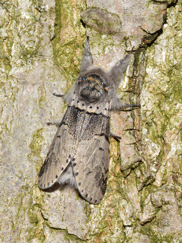 Larva, pupa e adulto di Furcula bifida - Notodontidae